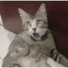 Gatos Cura Depresión💕🙀 6