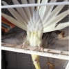 Calopsita Fofa Reações 🦜 7