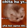 Cat love 17