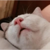 GATOS LOCOS 2 7