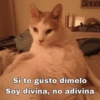 Gatos Pa Contestar🐈⚡ 14
