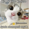 Cat love 16