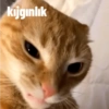 Kedi 11