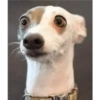 Dogs Funny Faces 30