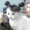 GATOS LOCOS 2 28