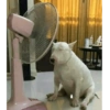 Reacciones mascotas 11
