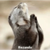 Rezando