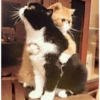 GATOS LOCOS 2 19