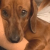CACHORRO SALSICHA  15