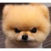 Dogs Funny Faces 28