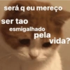 Gatinhos + reações 14
