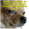 Perritos con canciones Sad 13
