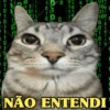GATOS SENDO GATOS 😸 8