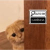 Alto Em 🔎 Gatinhos 9
