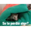 Se te perdió algo?