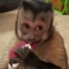 Macaquinhos reativos 🐒 6