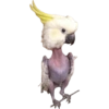 Animals 21