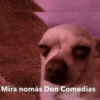Memes pal chat🤎 8