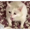 Kucing meme 10
