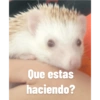Que estas
haciendo?