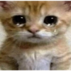 Gatos Cura Depresión💕🙀 15
