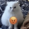 Gatos Random😾😻😹 30