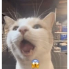 Gatos 7