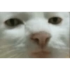 Serious Cat 6