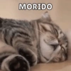 Dilo con Michis pt.5 🐱🤎 7