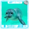 Foca adorável 🦭 14