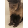 Monkey's  7