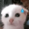🐈GATO-s MEME-s🌐 5