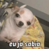 DOGS REAGEM 🥰🐶 9