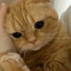 ✨MEMES GATITOS 2🥰 11