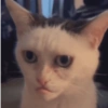 Kucing meme 22