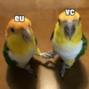 VC eu