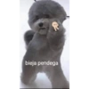 Jsjs 8