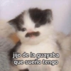 Gatitos Memes😺✨💕17 8