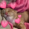 ANIMAIS FOFOS 💖 11