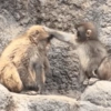 Más monitos 🐵🐵 5