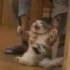 Gatitos 7