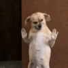 Cosas de Perritos 6🤎🐶✨ 10