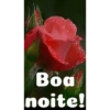 Boa noite Flores 22