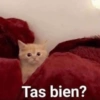 Animalitos memeando ✨ 8