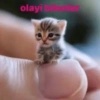 olayi bulonier