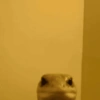 Animaladas Random🤪✨4 8