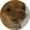 Memes de animais 4 11