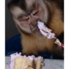 Monkys  9