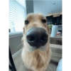 Perritos 🥰 7