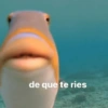 Animaladas Random🤪✨4 10
